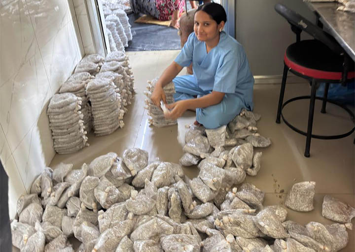 Mushroom Spawn (Seed) Production