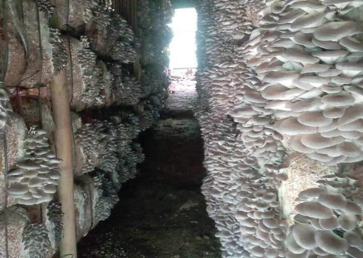 Matsutake Mushrooms (मत्सुताके च्याउ)