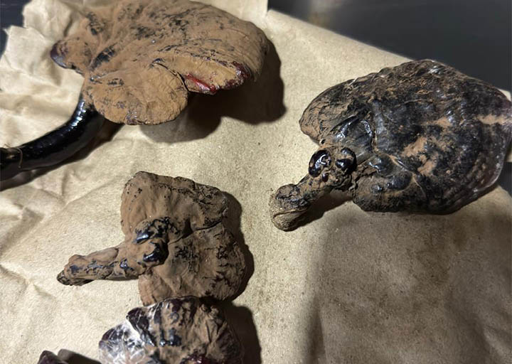 Wood Ear Mushrooms (काग-च्याउ)