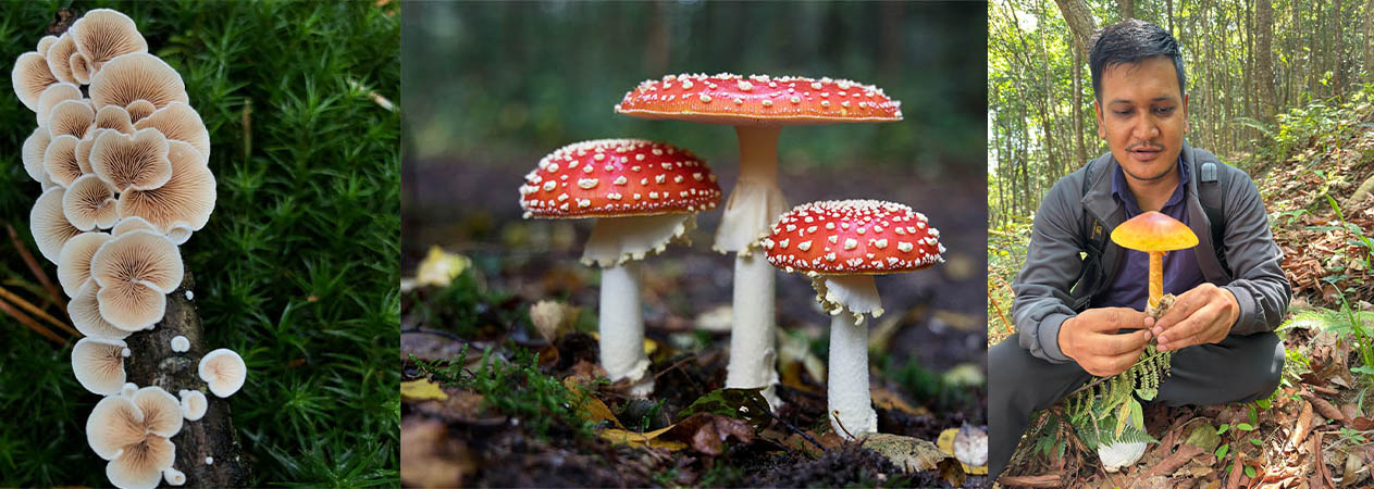 हामी विभिन्न प्रकारका च्याउ उत्पादन गर्छौं