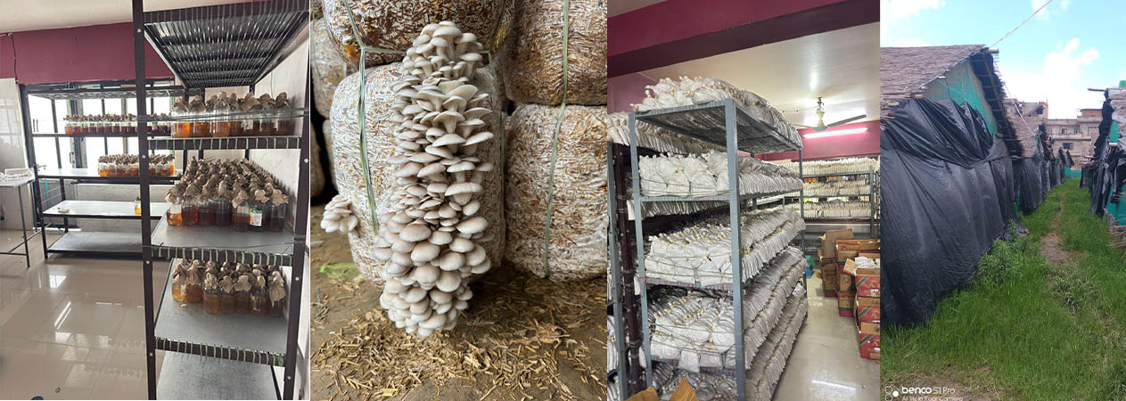 नेपाल च्याउ विउ उत्पादन केन्द्र